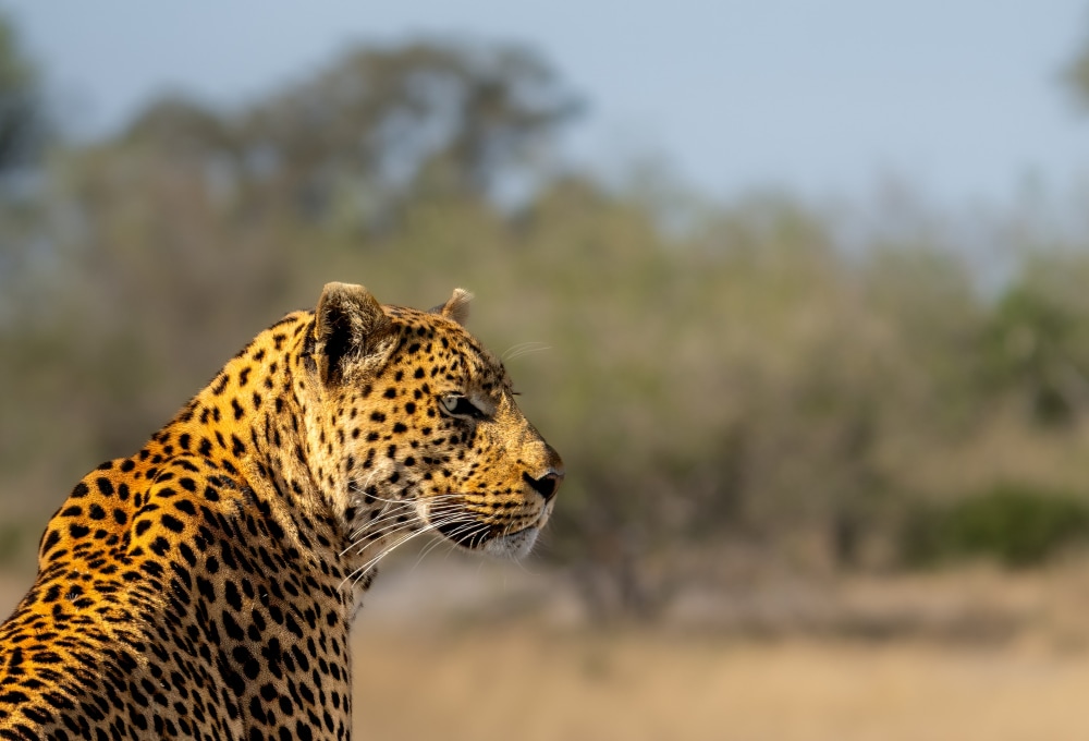 Moremi pur – Ein Tag im Reich der Tiere